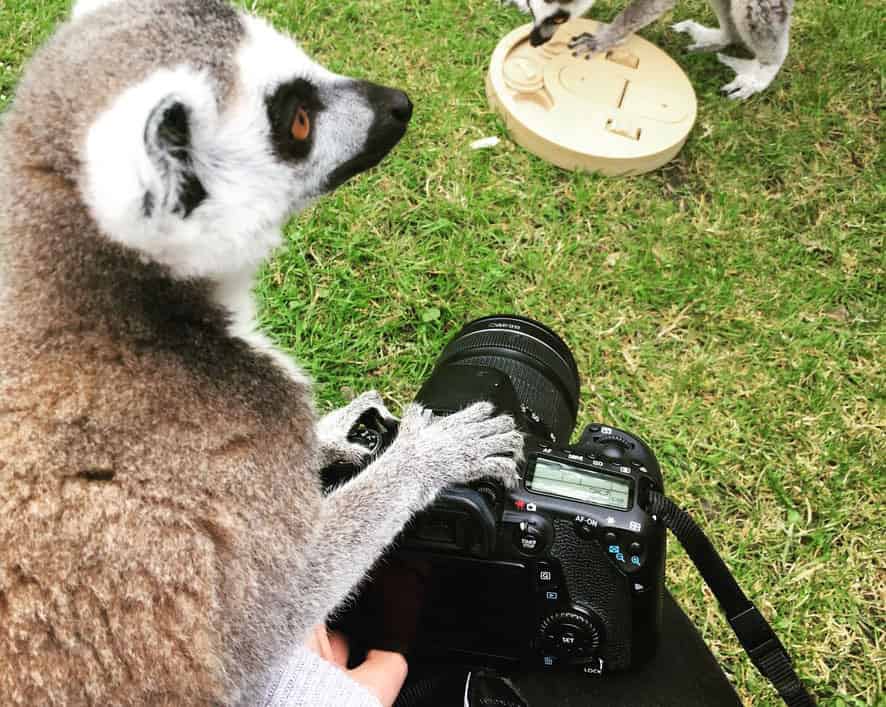 Lemur and Camera